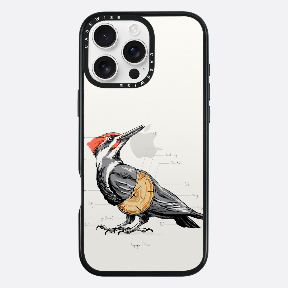 woodpecker anatomy - Etui